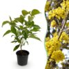 Cornus mas - Bloem Geel - Bladverliezend - Weinig Onderhoud