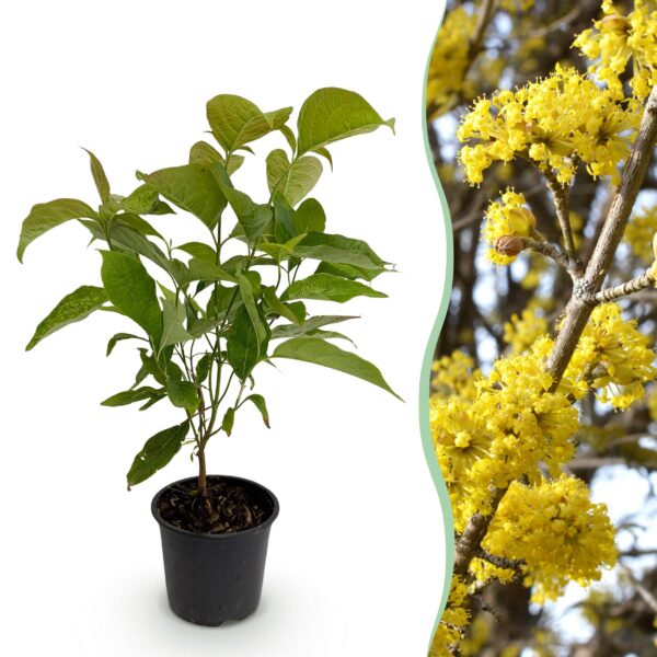 thumbnail_6000-1641.jpg Cornus mas - Bloem Geel - Bladverliezend - Weinig Onderhoud
