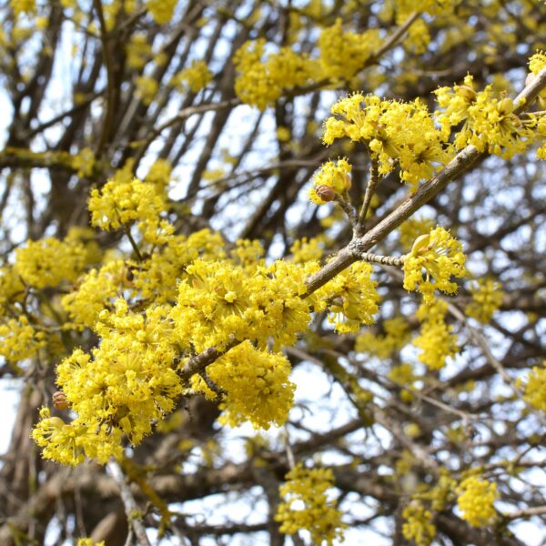 thumbnail_6000-1644.jpg Cornus mas - Bloem Geel - Bladverliezend - Weinig Onderhoud