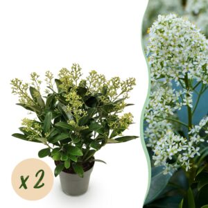 thumbnail_6000-165.jpg Skimmia japonica Finchy - Bloem Wit - 15+ Bloemen - 2 Planten - Winterhard