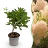 Cotinus coggyria Young Lady - Groen 1 Plant - Bladverliezend - Weinig Onderhoud