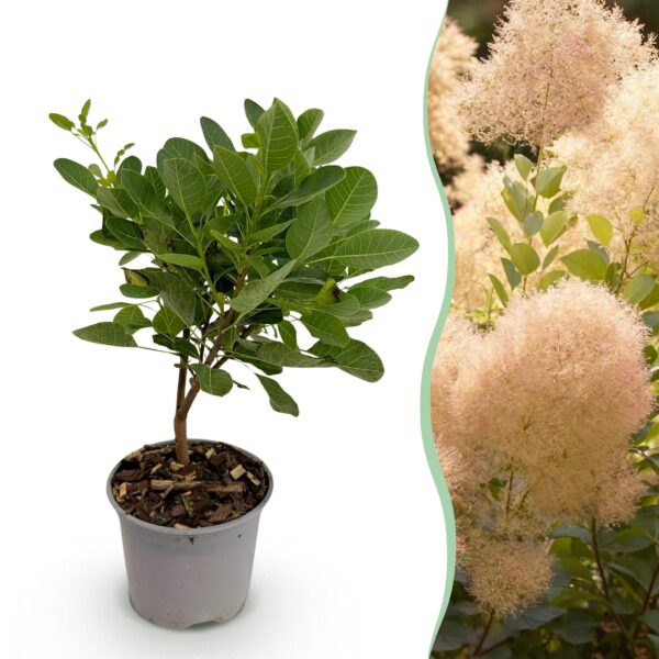 Cotinus coggyria Young Lady - Groen 1 Plant - Bladverliezend - Weinig Onderhoud