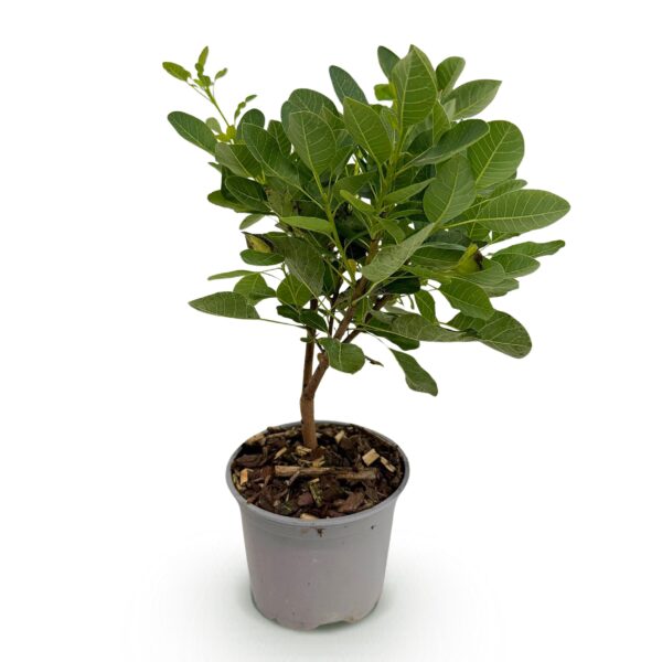 Cotinus coggyria Young Lady - Groen 1 Plant - Bladverliezend - Weinig Onderhoud