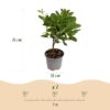 Cotinus coggyria Young Lady - Groen 1 Plant - Bladverliezend - Weinig Onderhoud