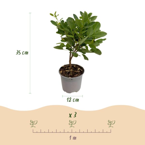 Cotinus coggyria Young Lady - Groen 1 Plant - Bladverliezend - Weinig Onderhoud