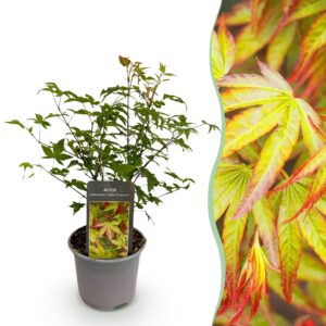 thumbnail_6000-1663.jpg Acer palmatum Little Princess - Groen - Bladverliezend - Weinig Onderhoud