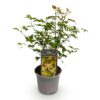 Acer palmatum Little Princess - Groen - Bladverliezend - Weinig Onderhoud