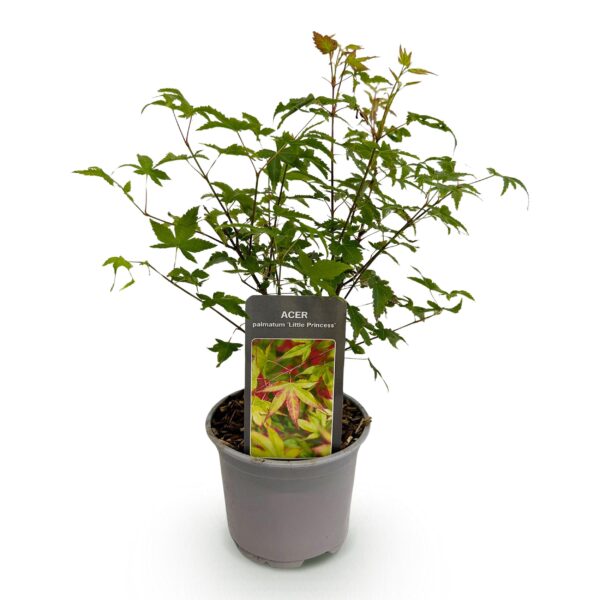 thumbnail_6000-1664.jpg Acer palmatum Little Princess - Groen - Bladverliezend - Weinig Onderhoud