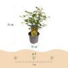 Acer palmatum Little Princess - Groen - Bladverliezend - Weinig Onderhoud