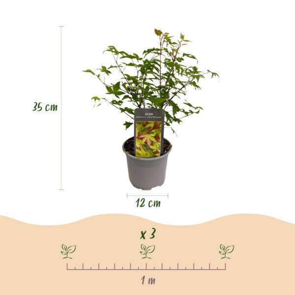 thumbnail_6000-1665.jpg Acer palmatum Little Princess - Groen - Bladverliezend - Weinig Onderhoud