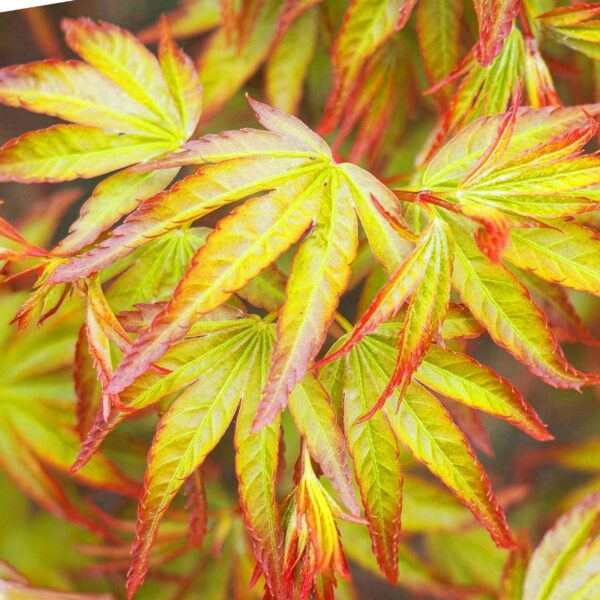 thumbnail_6000-1666.jpg Acer palmatum Little Princess - Groen - Bladverliezend - Weinig Onderhoud
