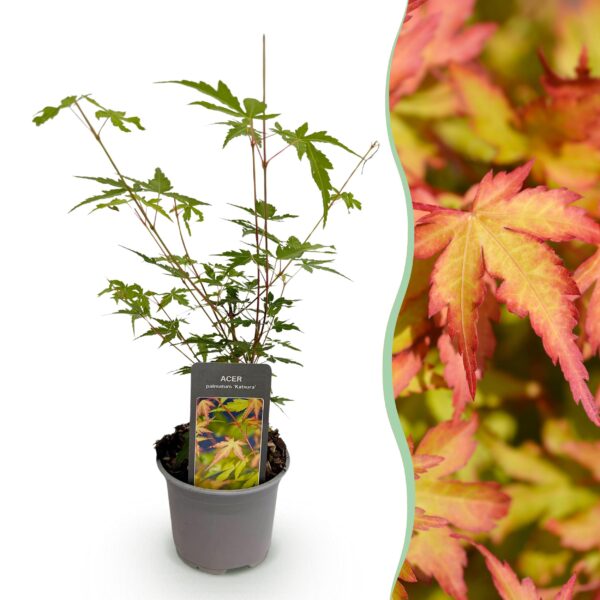 Acer palmatum Sangokaku - Groen - Bladverliezend - Weing Onderhoud