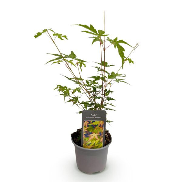 Acer palmatum Sangokaku - Groen - Bladverliezend - Weing Onderhoud