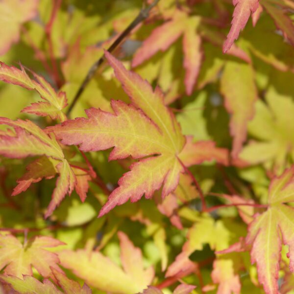 Acer palmatum Sangokaku - Groen - Bladverliezend - Weing Onderhoud
