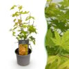 Acer palmatum Orange Dream - Oranje - Bladverliezend - Weinig Onderhoud