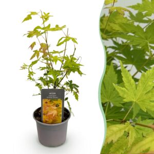 thumbnail_6000-1685.jpg Acer palmatum Orange Dream - Oranje - Bladverliezend - Weinig Onderhoud