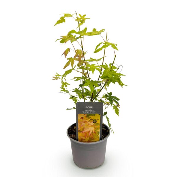 thumbnail_6000-1686.jpg Acer palmatum Orange Dream - Oranje - Bladverliezend - Weinig Onderhoud