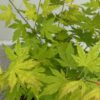 Acer palmatum Orange Dream - Oranje - Bladverliezend - Weinig Onderhoud
