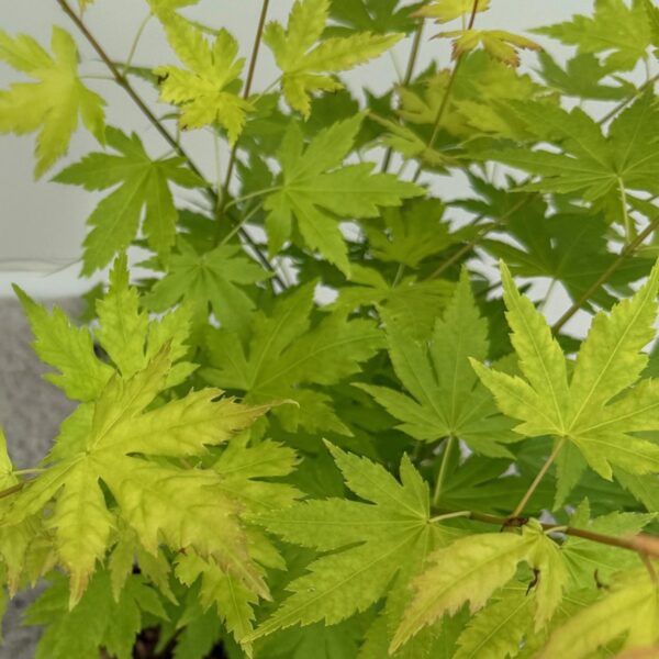 thumbnail_6000-1688.jpg Acer palmatum Orange Dream - Oranje - Bladverliezend - Weinig Onderhoud