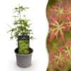 Acer palmatum Seiryu - Groen 1 Plant - Bladverliezend - Weinig Onderhoud
