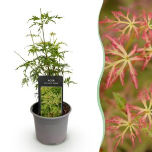 thumbnail_6000-1696.jpg Acer palmatum Seiryu - Groen 1 Plant - Bladverliezend - Weinig Onderhoud