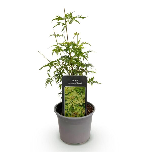 Acer palmatum Seiryu - Groen 1 Plant - Bladverliezend - Weinig Onderhoud