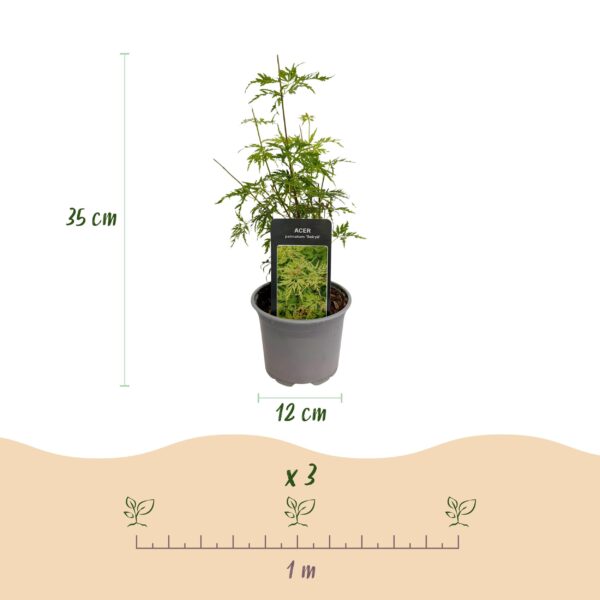 Acer palmatum Seiryu - Groen 1 Plant - Bladverliezend - Weinig Onderhoud