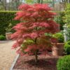 Acer palmatum Seiryu - Groen 1 Plant - Bladverliezend - Weinig Onderhoud