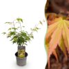 Acer palmatum Katsura - Oranje - Bladverliezend - Weinig Onderhoud