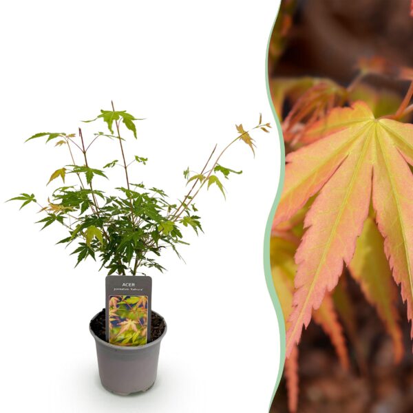 thumbnail_6000-1707.jpg Acer palmatum Katsura - Oranje - Bladverliezend - Weinig Onderhoud