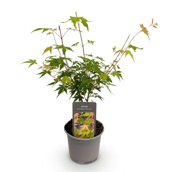 thumbnail_6000-1708.jpg Acer palmatum Katsura - Oranje - Bladverliezend - Weinig Onderhoud