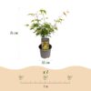 Acer palmatum Katsura - Oranje - Bladverliezend - Weinig Onderhoud