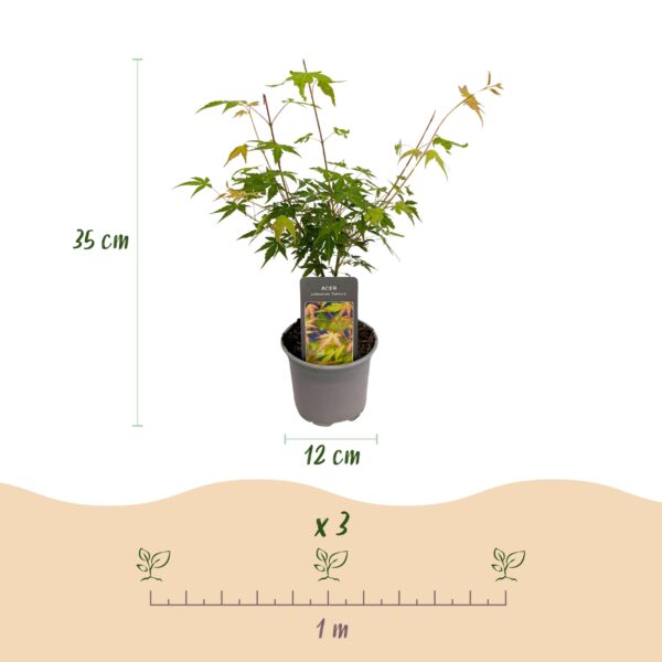 thumbnail_6000-1709.jpg Acer palmatum Katsura - Oranje - Bladverliezend - Weinig Onderhoud