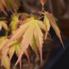 Acer palmatum Katsura - Oranje - Bladverliezend - Weinig Onderhoud