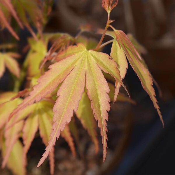 thumbnail_6000-1710.jpg Acer palmatum Katsura - Oranje - Bladverliezend - Weinig Onderhoud