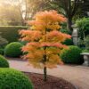 Acer palmatum Katsura - Oranje - Bladverliezend - Weinig Onderhoud