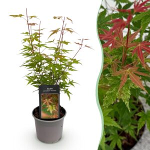 thumbnail_6000-1718.jpg Acer palmatum Phoenix - Roze - Bladverliezend - Weinig Onderhoud