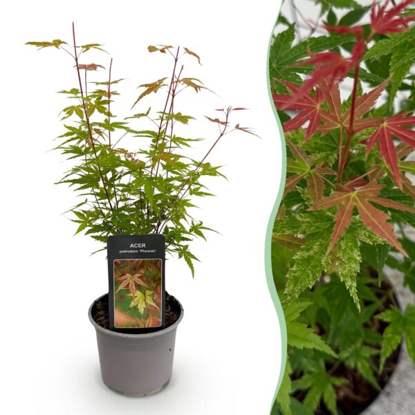 Acer palmatum Phoenix - Roze - Bladverliezend - Weinig Onderhoud