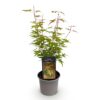Acer palmatum Phoenix - Roze - Bladverliezend - Weinig Onderhoud