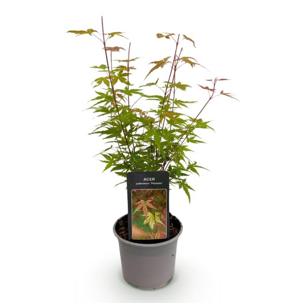 Acer palmatum Phoenix - Roze - Bladverliezend - Weinig Onderhoud