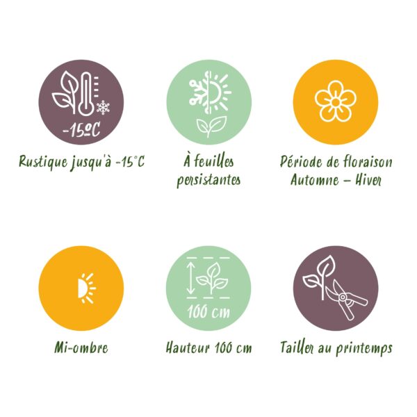 Skimmia japonica Finchy - Bloem Wit - 15+ Bloemen - 2 Planten - Winterhard