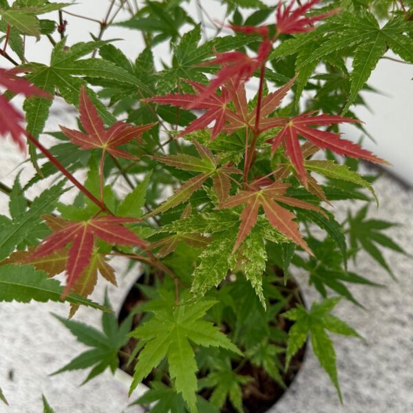 Acer palmatum Phoenix - Roze - Bladverliezend - Weinig Onderhoud