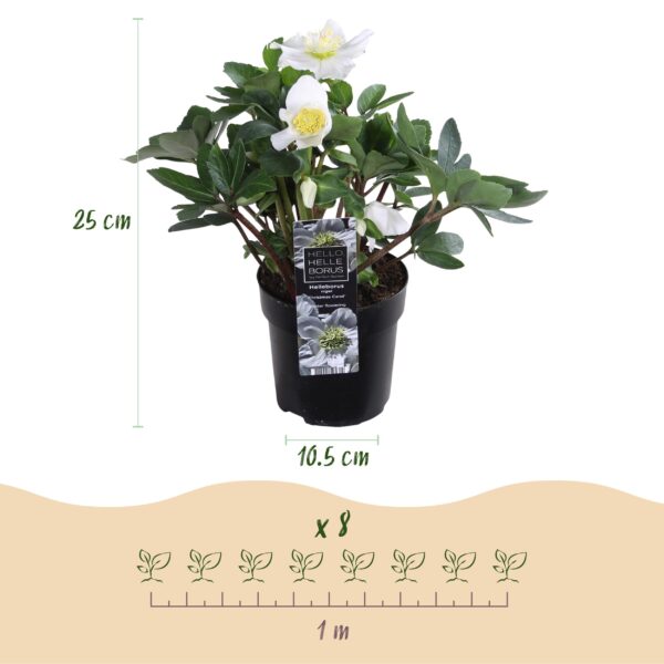 Kerstroos - Helleborus Christmas Carol  - Witte Bloem - 6 Planten - Groenblijvend