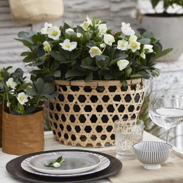 Kerstroos - Helleborus Christmas Carol  - Witte Bloem - 6 Planten - Groenblijvend