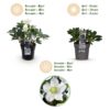 Kerstroos - Helleborus Christmas Carol  - Witte Bloem - 6 Planten - Groenblijvend