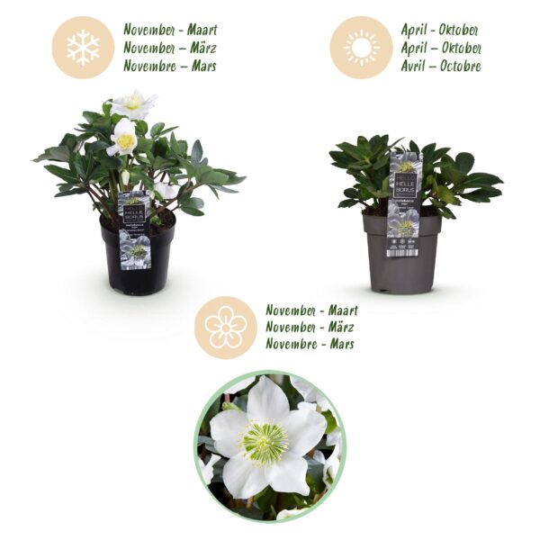 Kerstroos - Helleborus Christmas Carol  - Witte Bloem - 6 Planten - Groenblijvend