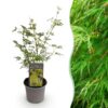 Acer palmatum Emerald Lace - Groen - Bladverliezend - Weinig Onderhoud