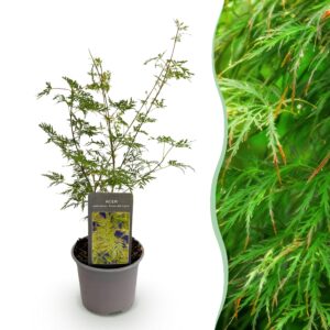 thumbnail_6000-1741.jpg Acer palmatum Emerald Lace - Groen - Bladverliezend - Weinig Onderhoud