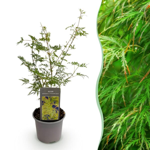thumbnail_6000-1741.jpg Acer palmatum Emerald Lace - Groen - Bladverliezend - Weinig Onderhoud