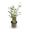 Acer palmatum Emerald Lace - Groen - Bladverliezend - Weinig Onderhoud